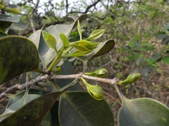 Memecylon umbellatum