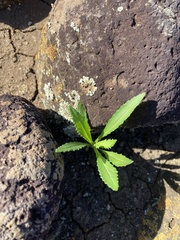 Senecio madagascariensis