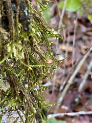 Cryphaea glomerata image