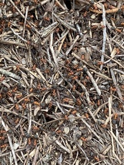 Formica integra