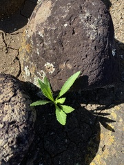 Senecio madagascariensis