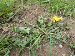 Taraxacum