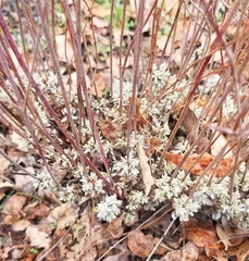 Eriogonum wrightii trachygonum