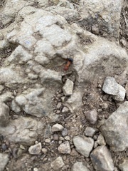 Formica integra