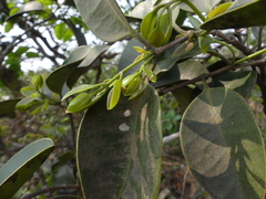 Memecylon umbellatum