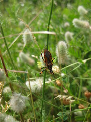 Rhynocoris