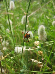 Rhynocoris