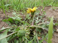 Taraxacum