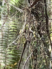 Dendrophylax porrectus