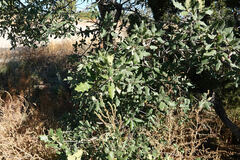 Quercus × undulata