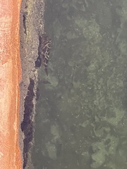 Sphoeroides testudineus