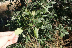 Quercus × undulata