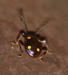 Eumorphus quadriguttatus