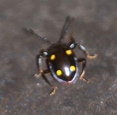 Eumorphus quadriguttatus