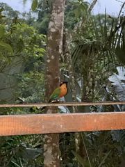 Baryphthengus martii