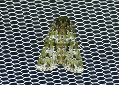 Thalatha bryochlora