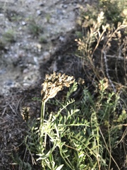 Astragalus inopinatus