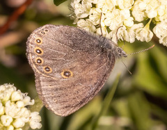 Coenonympha haydenii
