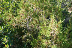 Juniperus monosperma