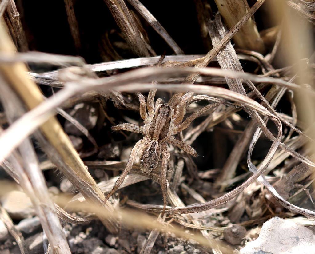 Alopecosa schmidti