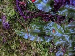 Pallavicinia lyellii