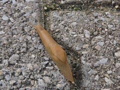 Drusia valenciennii