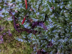 Pallavicinia lyellii
