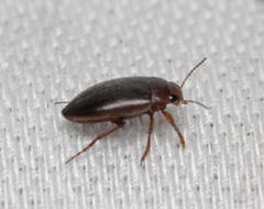 Hydroporus angustatus