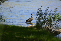 Speculanas specularis