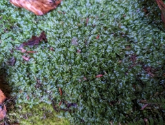 Pallavicinia lyellii