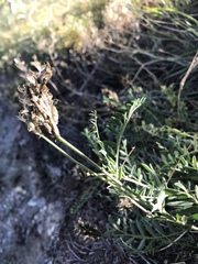 Astragalus inopinatus