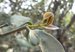Memecylon umbellatum