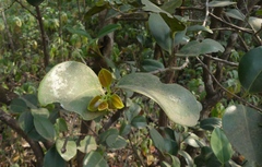 Memecylon umbellatum