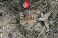 Clavascidium lacinulatum