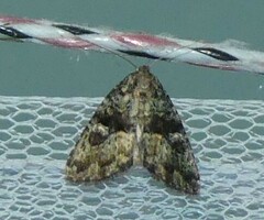 Euprora crypsichlora