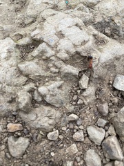 Formica integra