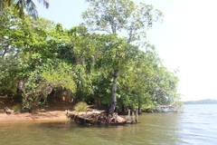 Cinnamomum burmanni