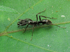 Neoponera aenescens