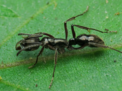 Neoponera aenescens