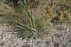Yucca baileyi