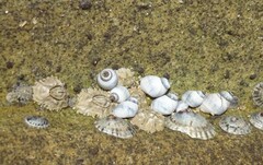 Chthamalus antennatus