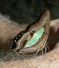 Polyura
