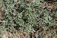 Quercus × undulata