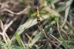 Erythrodiplax nigricans