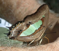 Polyura