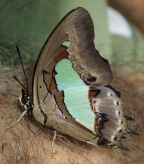 Polyura