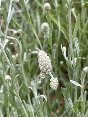 Calocephalus lacteus