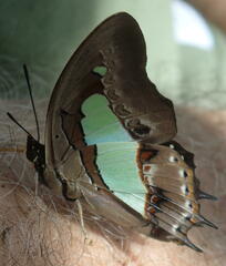 Polyura