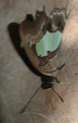 Polyura