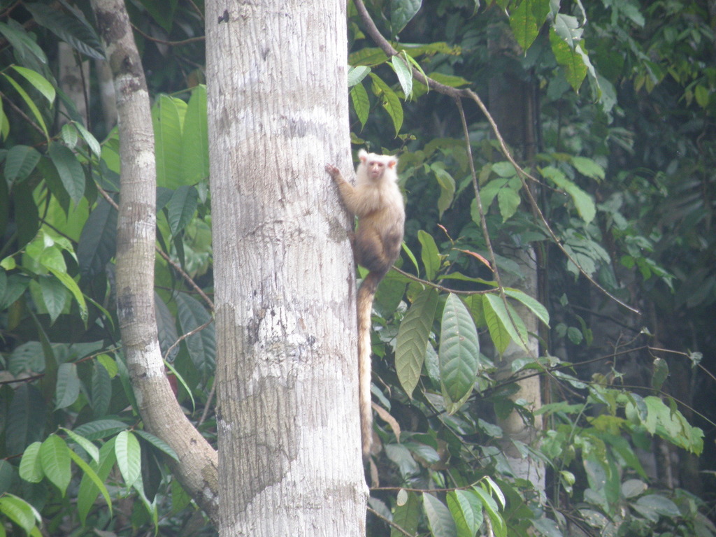 Aripuanã Marmoset